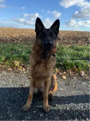 Max – Deutscher Schäferhund – Bild 4