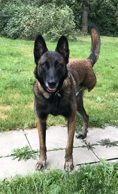 Niki – Belgischer Schäferhund – Bild 2