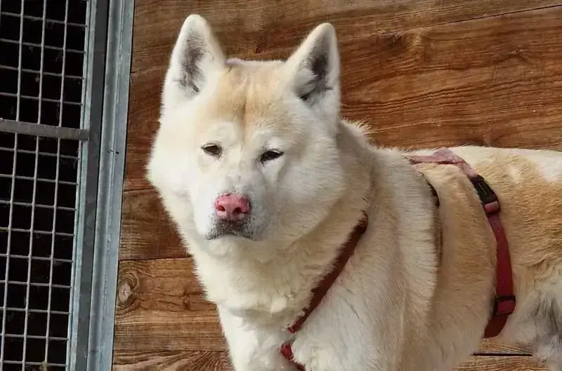 Akita Takeru