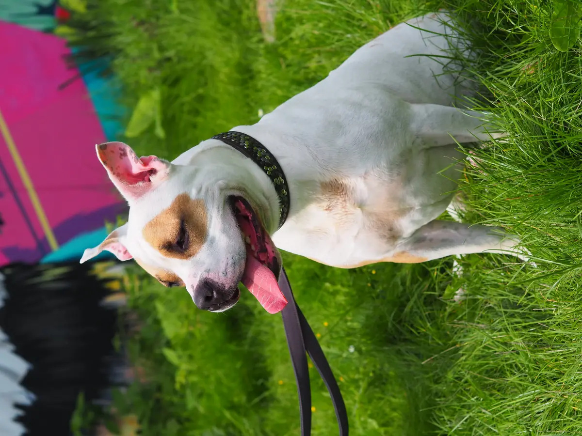 Buddy -  - Bild 5