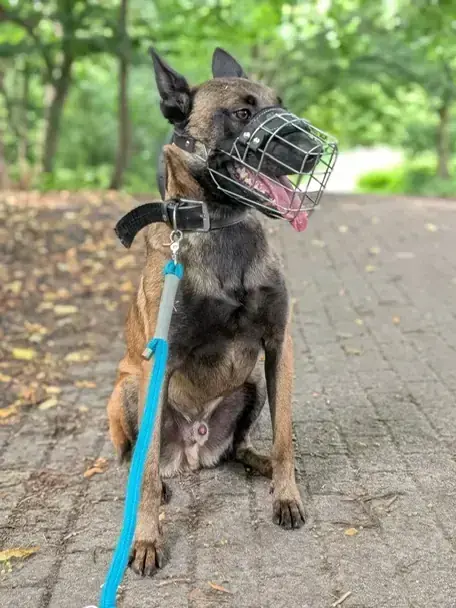 Belgischer Schäferhund Lando