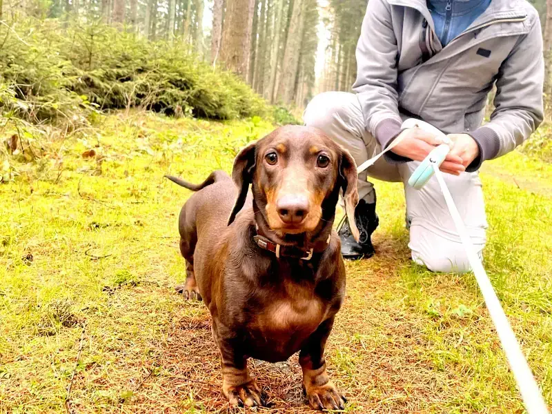 Rudi – Dackel – Bild 6