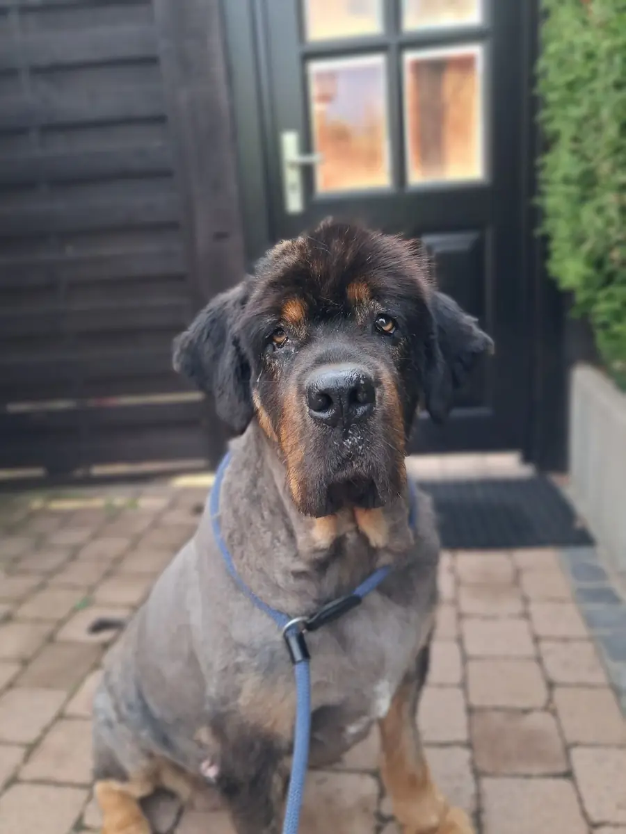 Ingeborg - Do Khyi - Bild 1