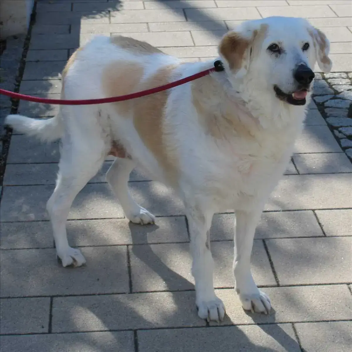 HELENA -  - Bild 1