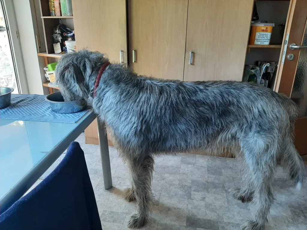 Frederick -  - Bild 2