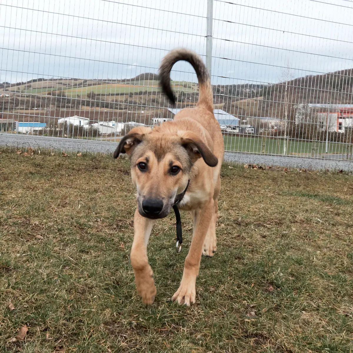 Luigi -  - Bild 5