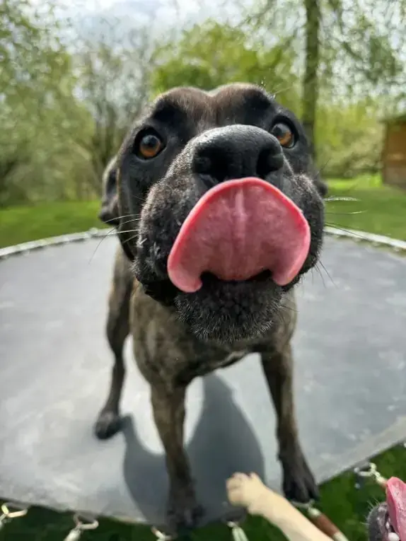 Cora - Dogo Canario - Bild 3