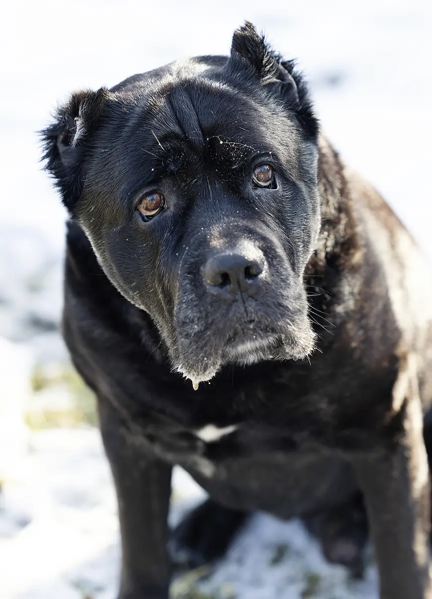 Yoshi - Cane Corso Italiano - Bild 4