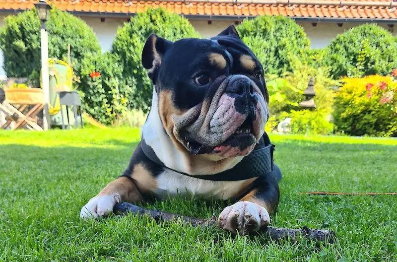 Goliath vom Kaiserblut -  - Bild 1