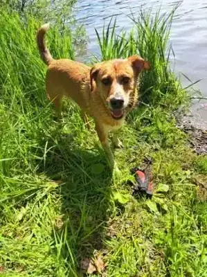 Anton – Hund – Bild 3