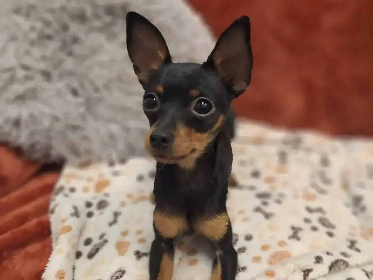 Deutscher Pinscher-Mix Cassy