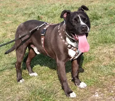 Ato – Staffordshire Bullterrier – Bild 13