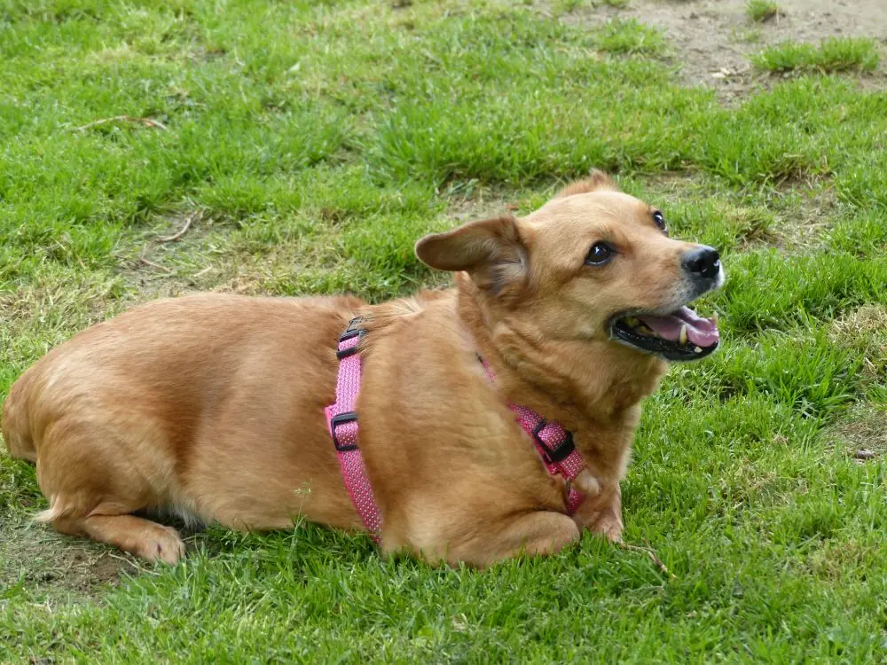 Toffee -  - Bild 4