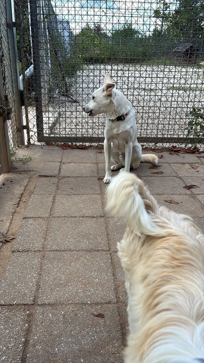Albus -  - Bild 15