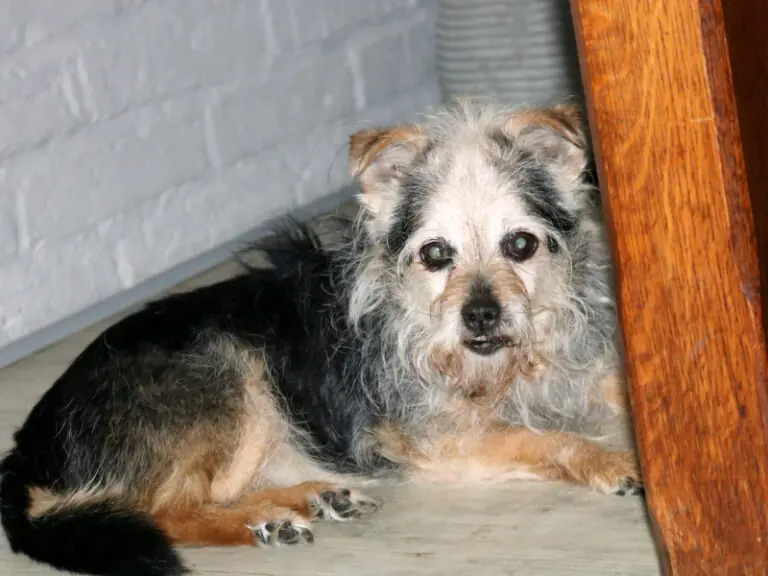 Flauschi -  - Bild 13