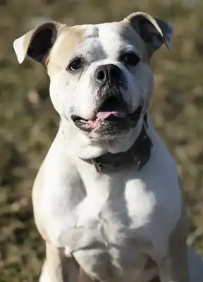 Chopper – Deutscher Boxer – Bild 2