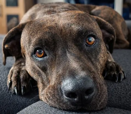 Hayat - American Staffordshire Terrier - Bild 1