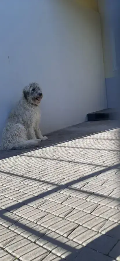 Komondor-Mix Laika
