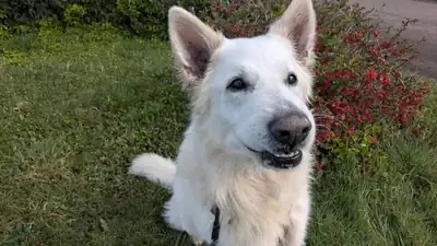 Wotan – Hund – Bild 6