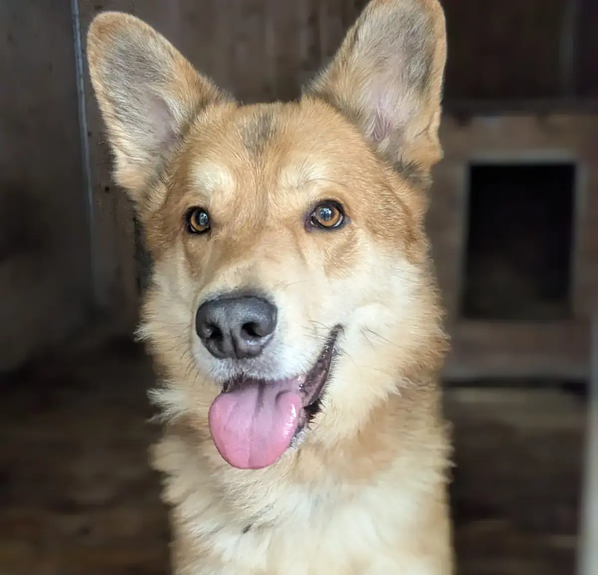 Deutscher Schäferhund, Siberian Husky Kenma