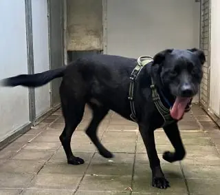 Yoshi - Labrador Retriever - Bild 13