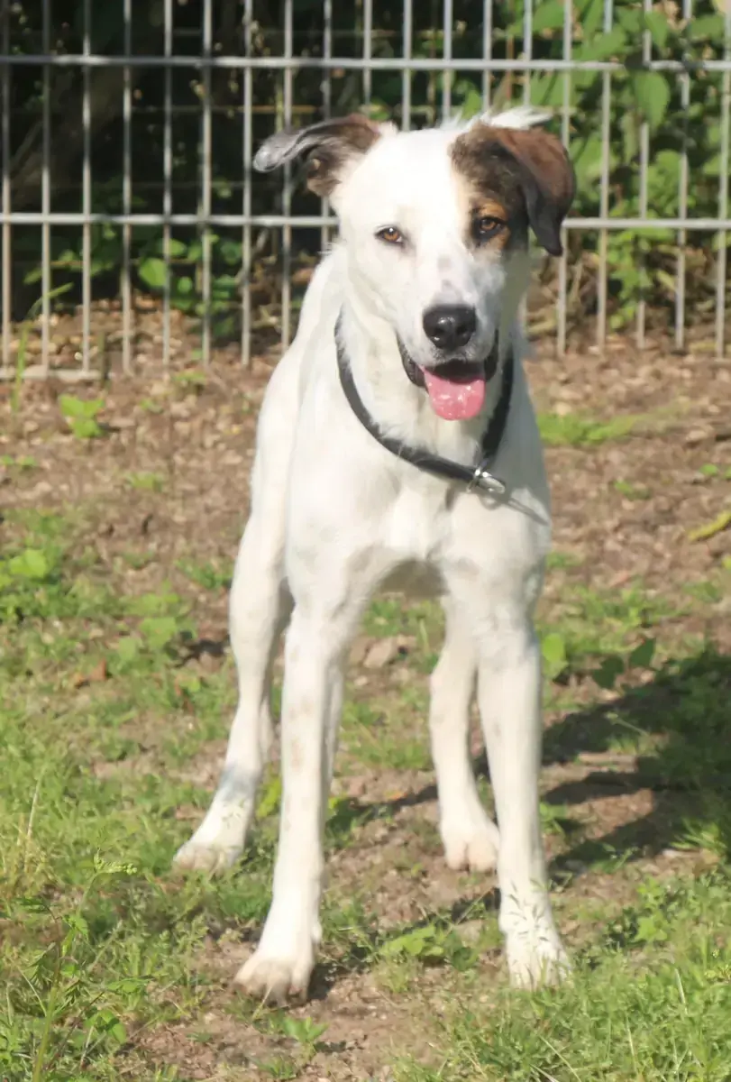 Benny -  - Bild 9