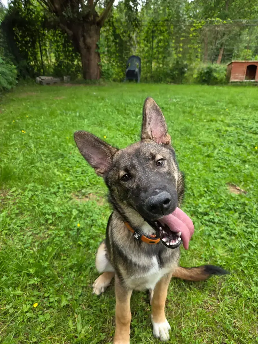Strolchi - Siberian Husky, Deutscher Schäferhund - Bild 1