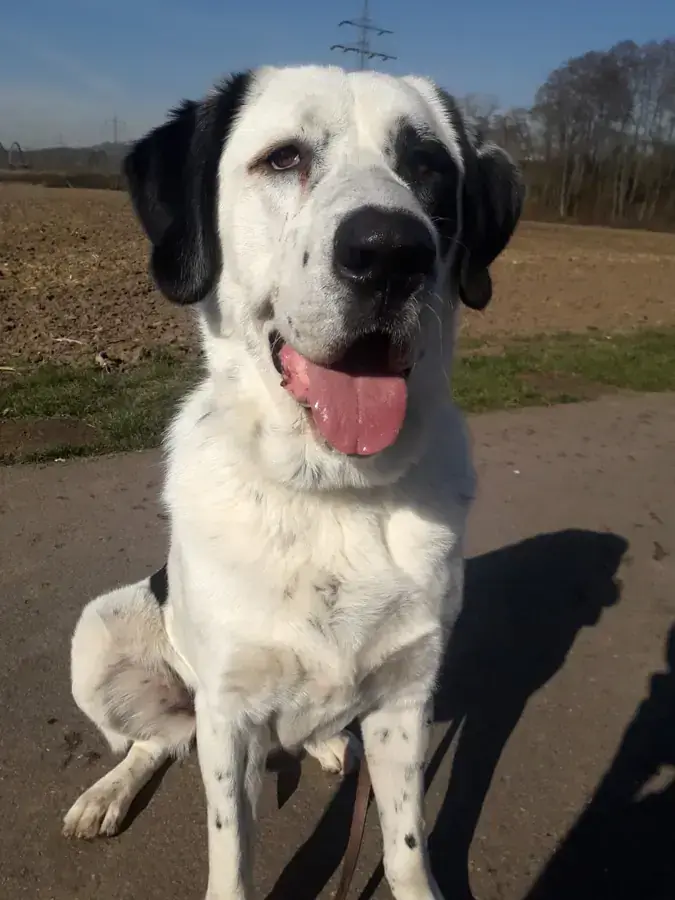 Balou - Zentralasiatischer Owtscharka - Bild 9