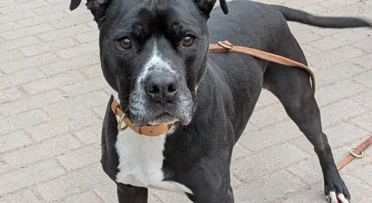 King - American Staffordshire Terrier - Bild 1