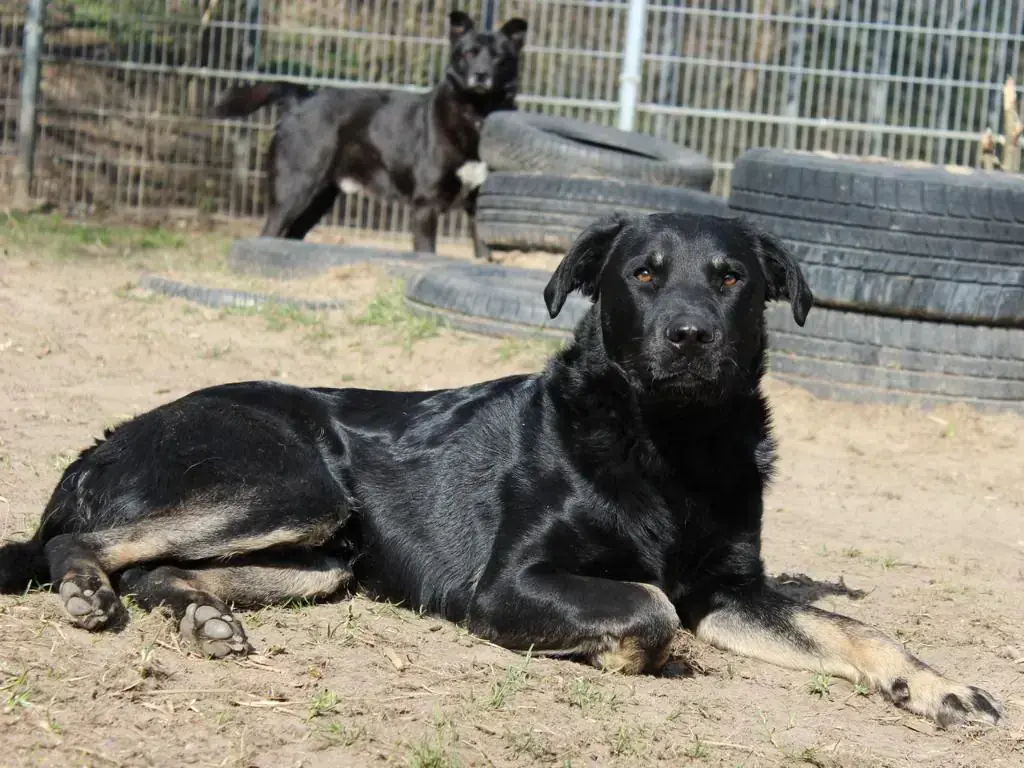 Nase - Deutscher Schäferhund - Bild 3