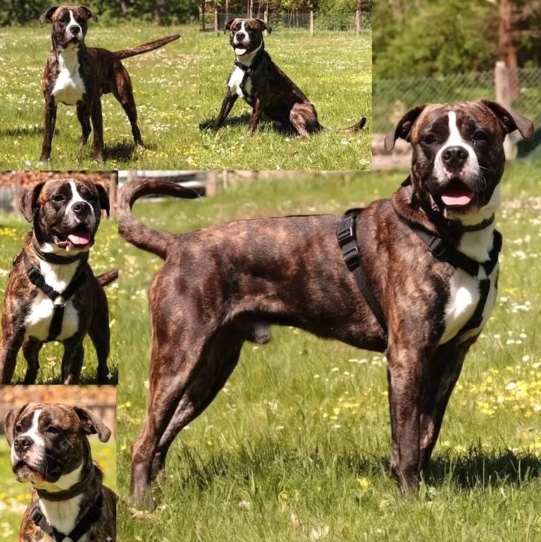 Deutscher Boxer-Mix Emil