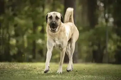 Herbert – Kangal-Hirtenhund – Bild 2