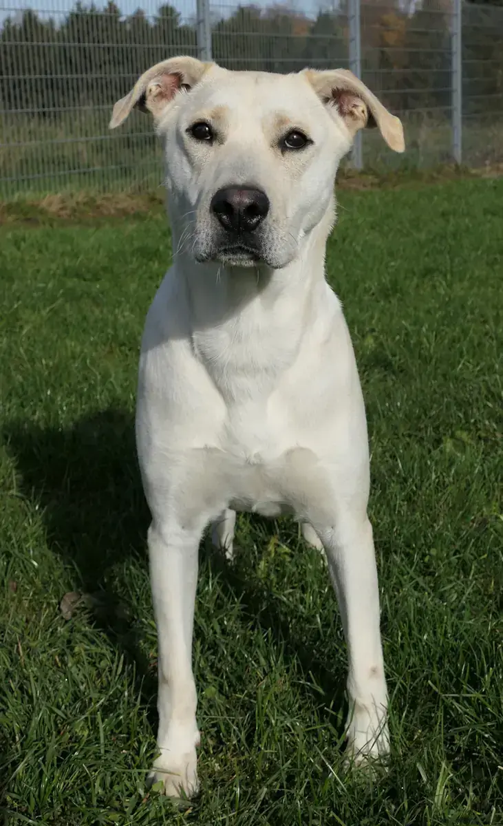 Ronny - Labrador Retriever, Shar-Pei - Bild 3