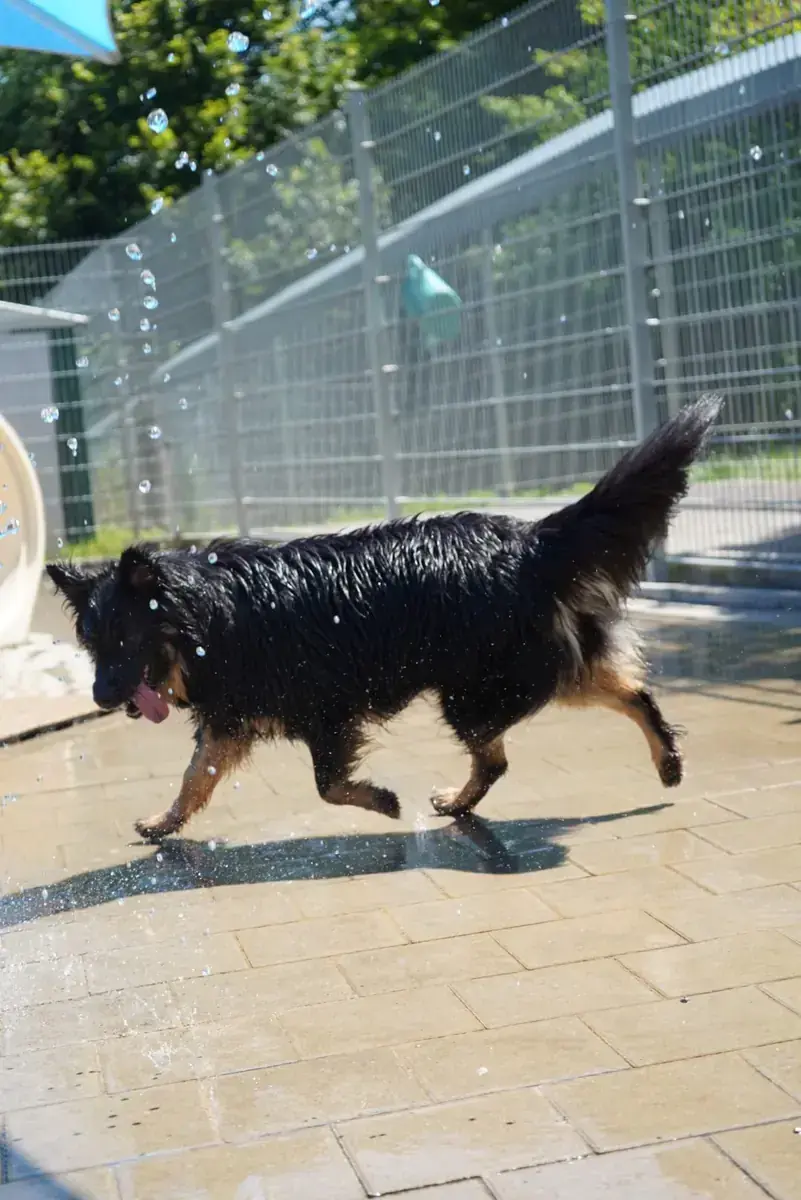 Kiki -  - Bild 8