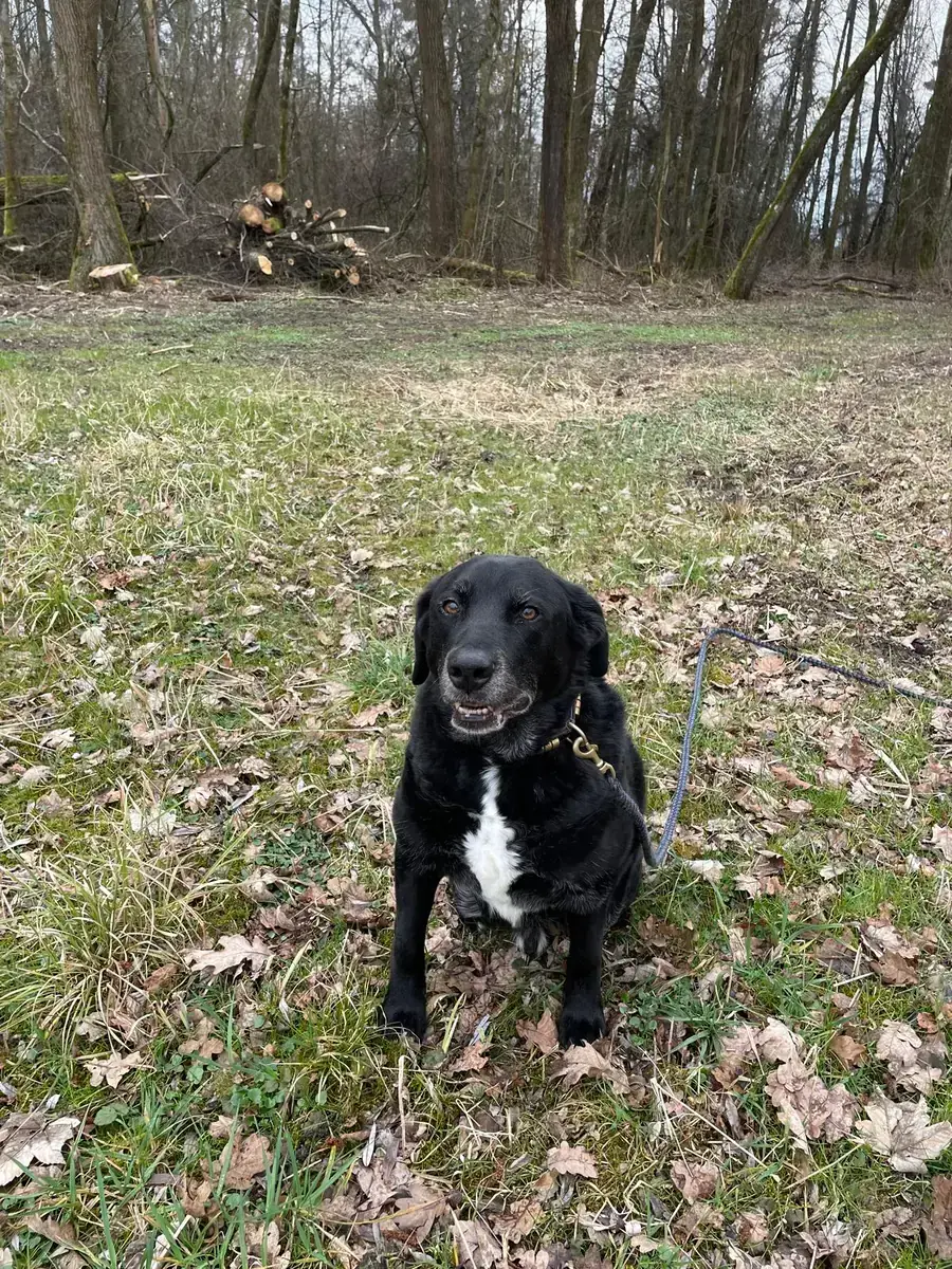 Balou -  - Bild 12