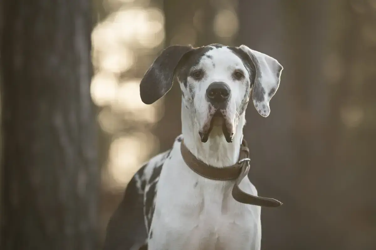 Karl - Deutsche Dogge - Bild 3