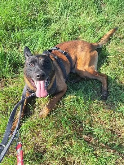 Rex -  - Bild 1