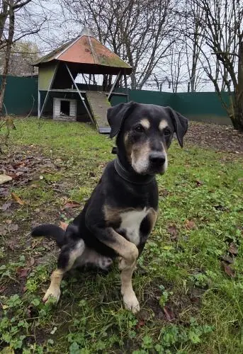 Chicco -  - Bild 1