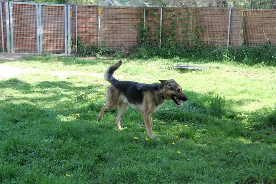 Billy - Deutscher Schäferhund - Bild 3