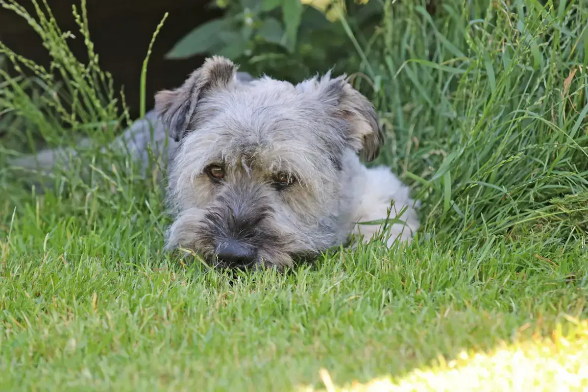 Bobby -  - Bild 10