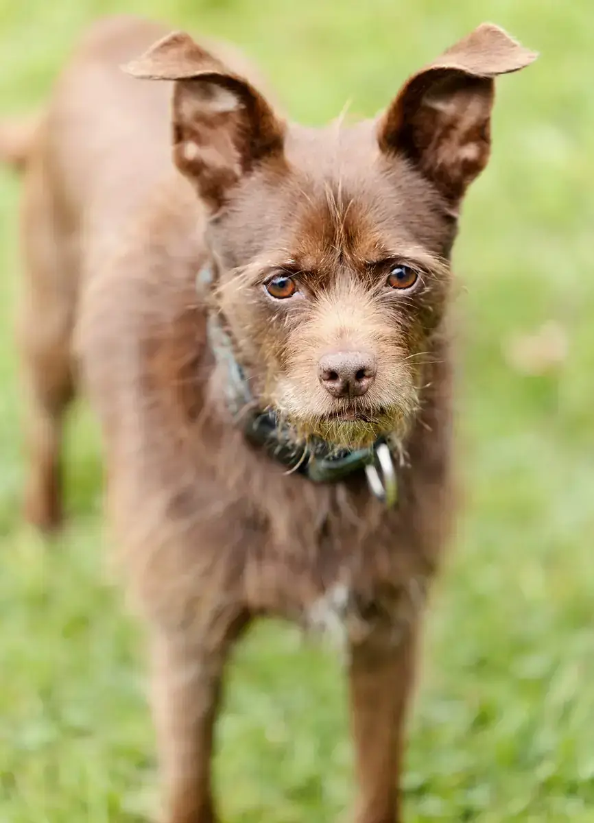 Dallas - Affenpinscher - Bild 2