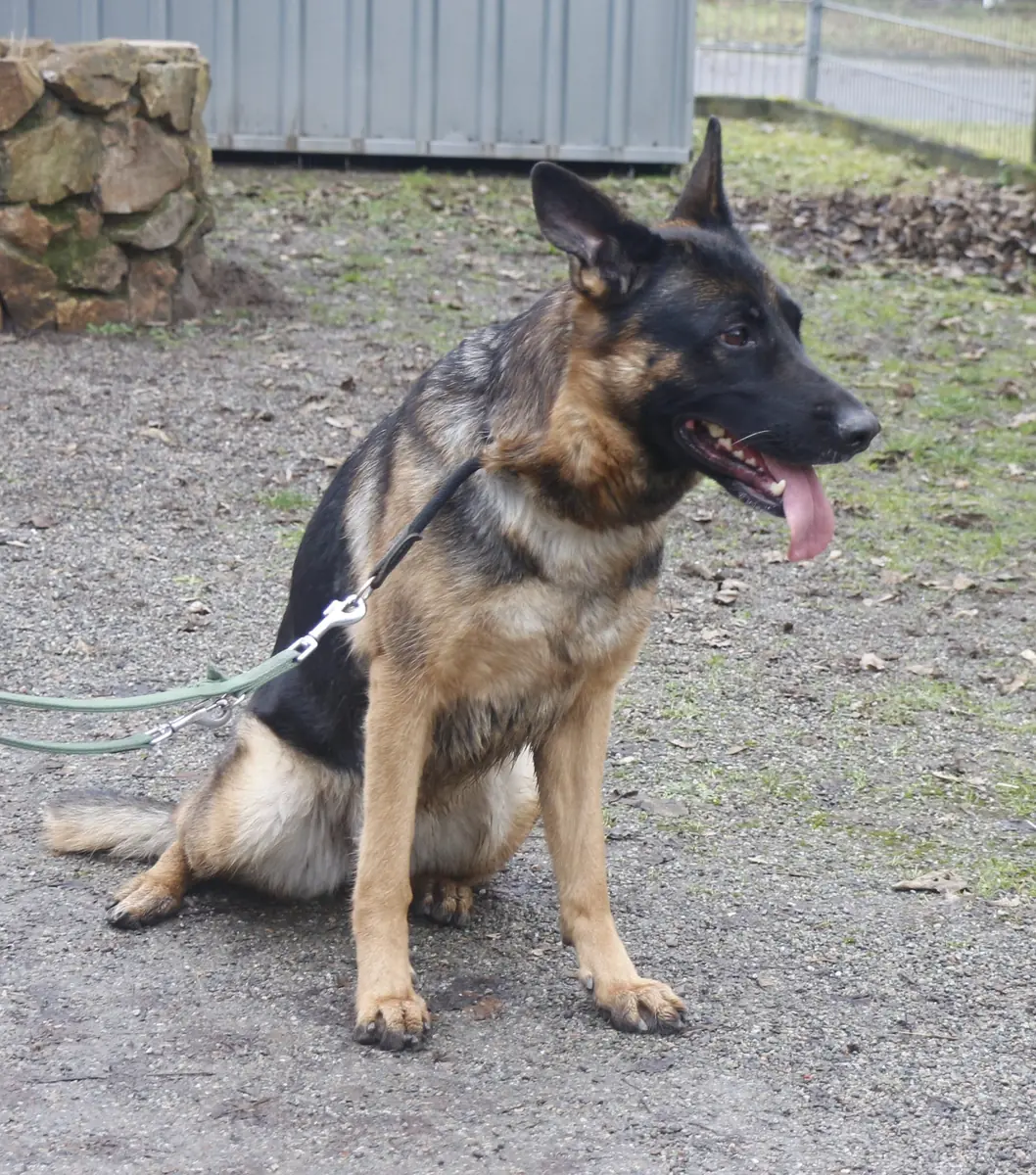 Ida - Deutscher Schäferhund - Bild 4