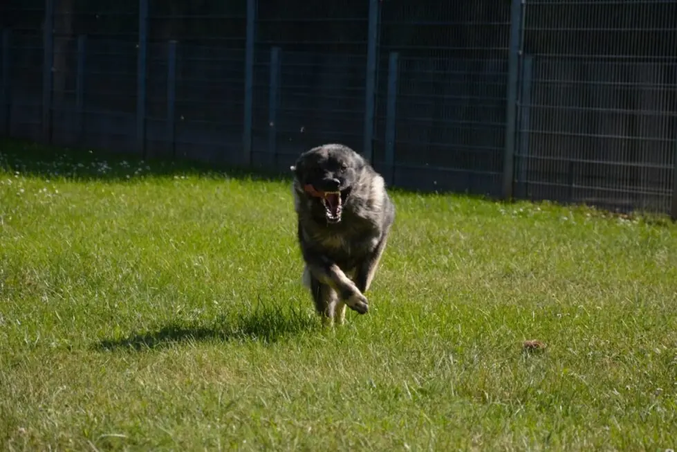 Rocky -  - Bild 27