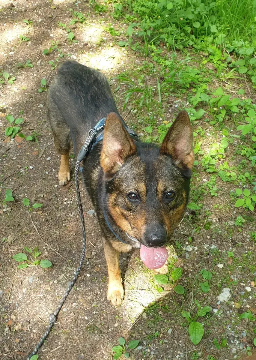 Toffee -  - Bild 4