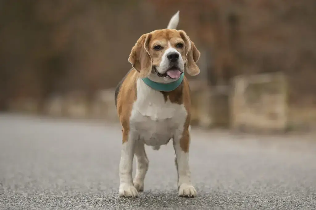 Beagle Taco