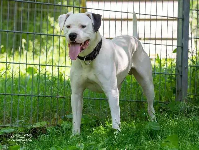 Hades - Dogo Argentino - Bild 5