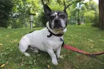 Buddy - Französische Bulldogge, Jack Russell Terrier - Bild 5