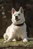 Balou – Siberian Husky – Bild 11