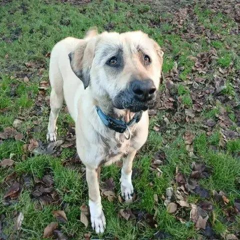 Hannah - Kangal-Hirtenhund - Bild 3