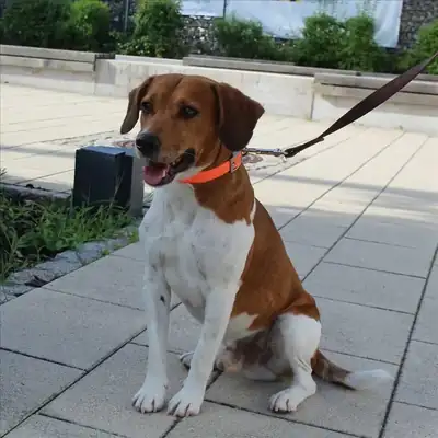 Jack – Beagle – Bild 2